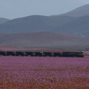 Cistanthe longiscapa and train